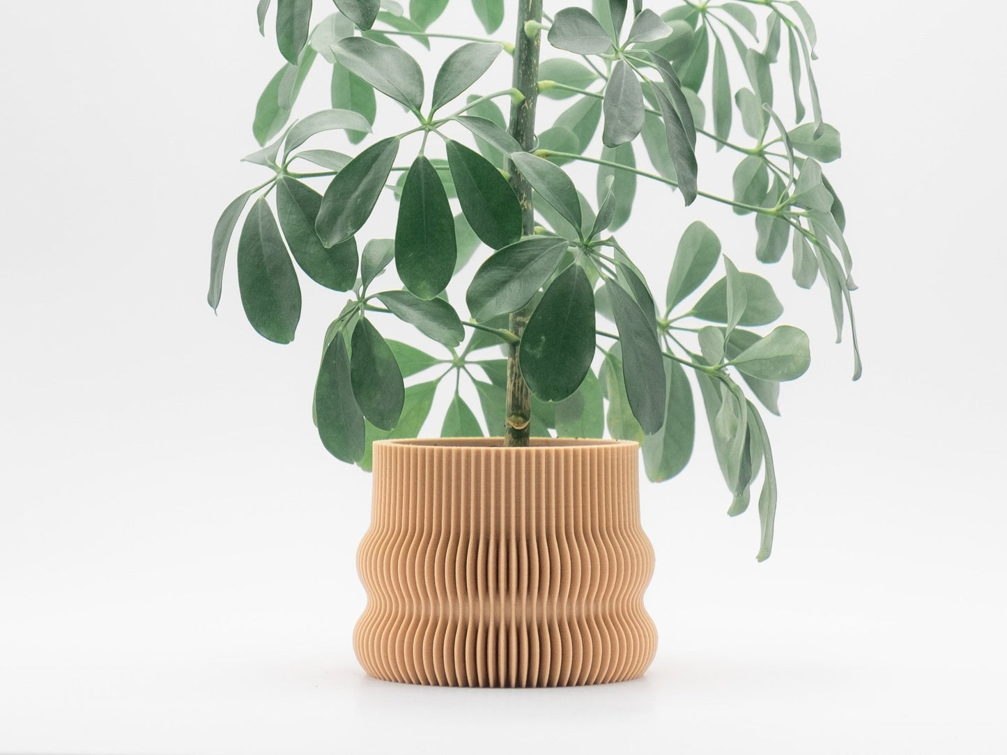 Blumentopf BAKA in Wood 6-18cm - Liwadi