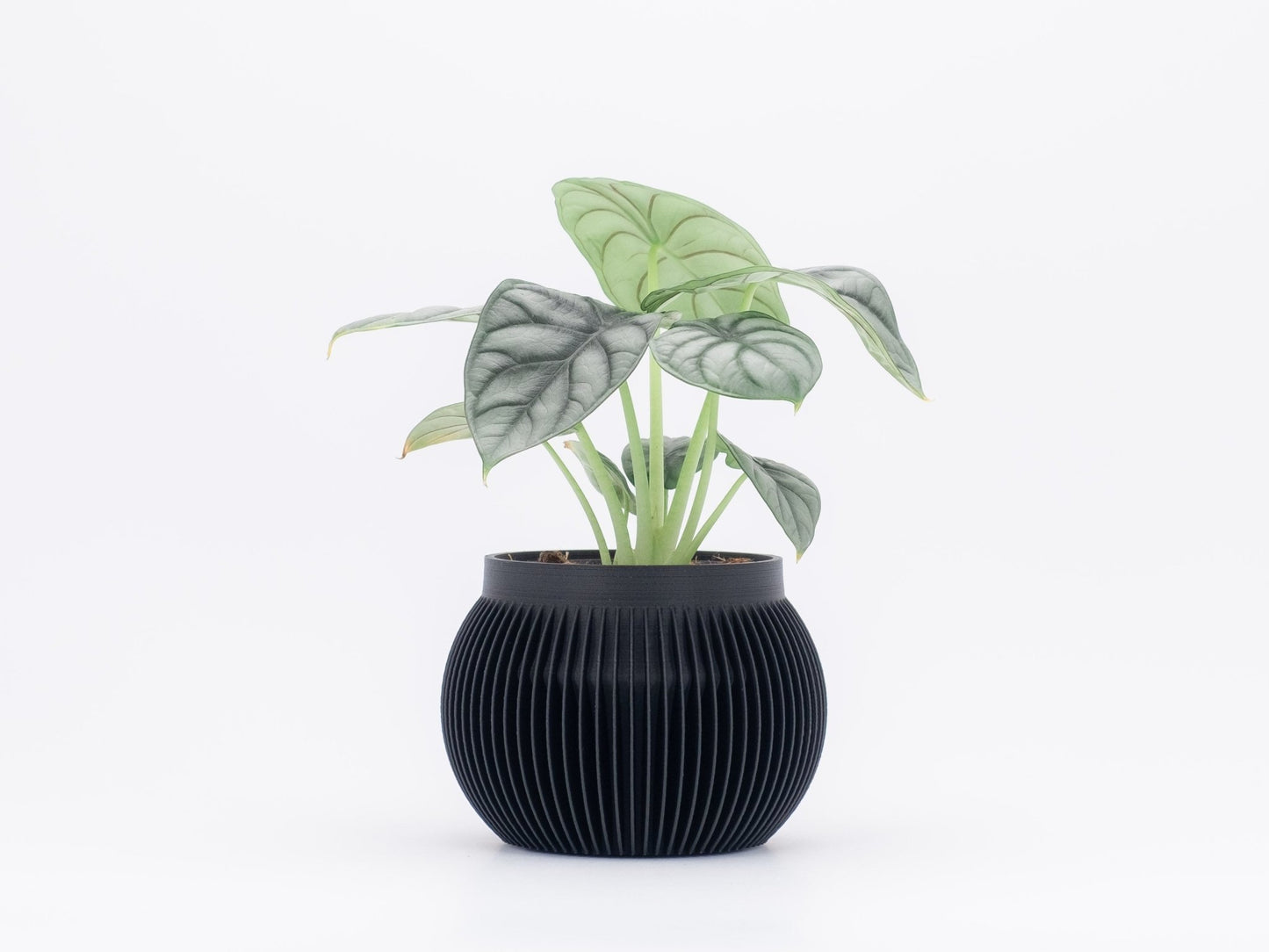 Blumentopf BALU in Ceron Black 6-18cm - Liwadi