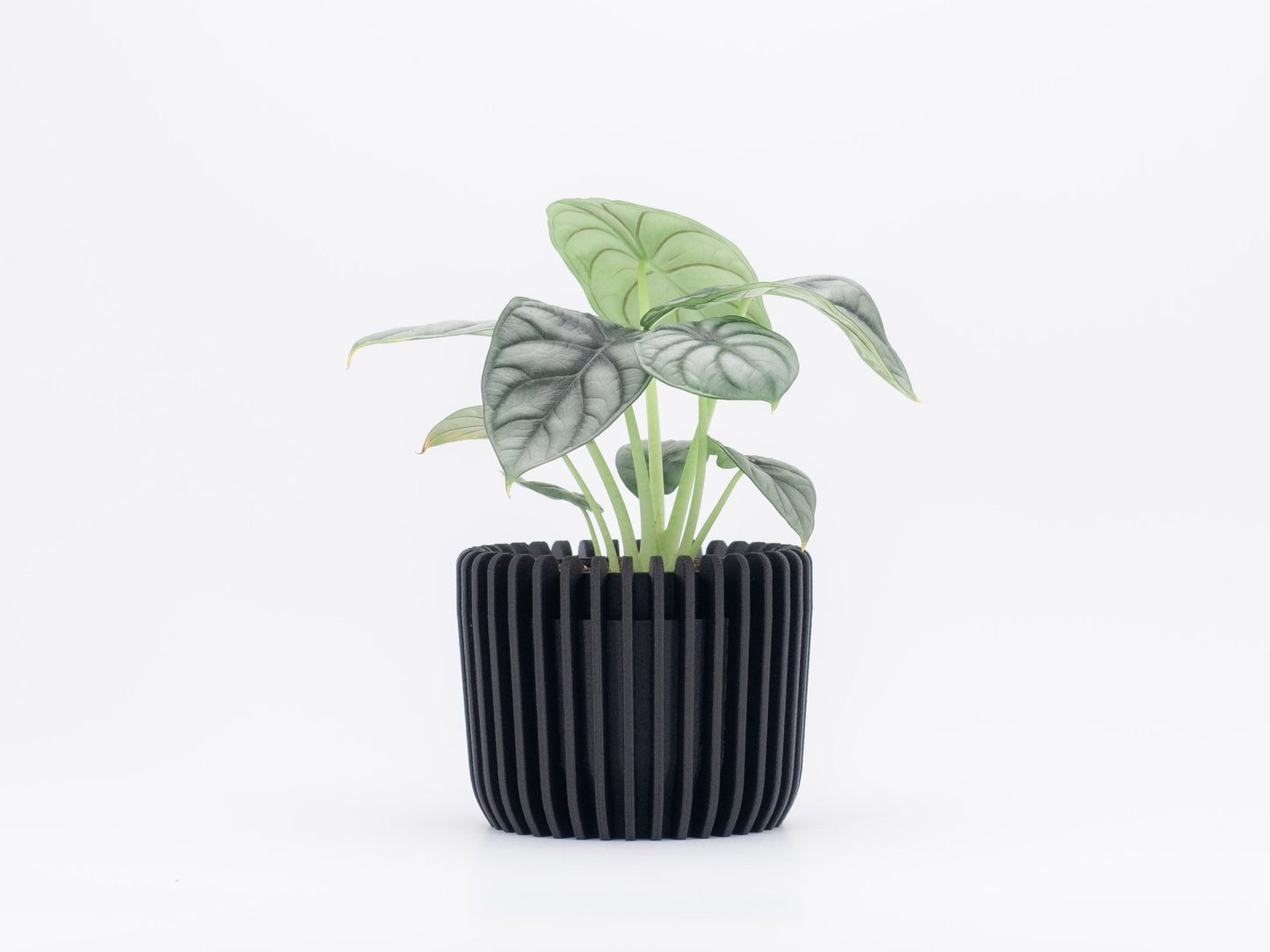 Blumentopf KANA in Ceron Black 6-18cm - Liwadi
