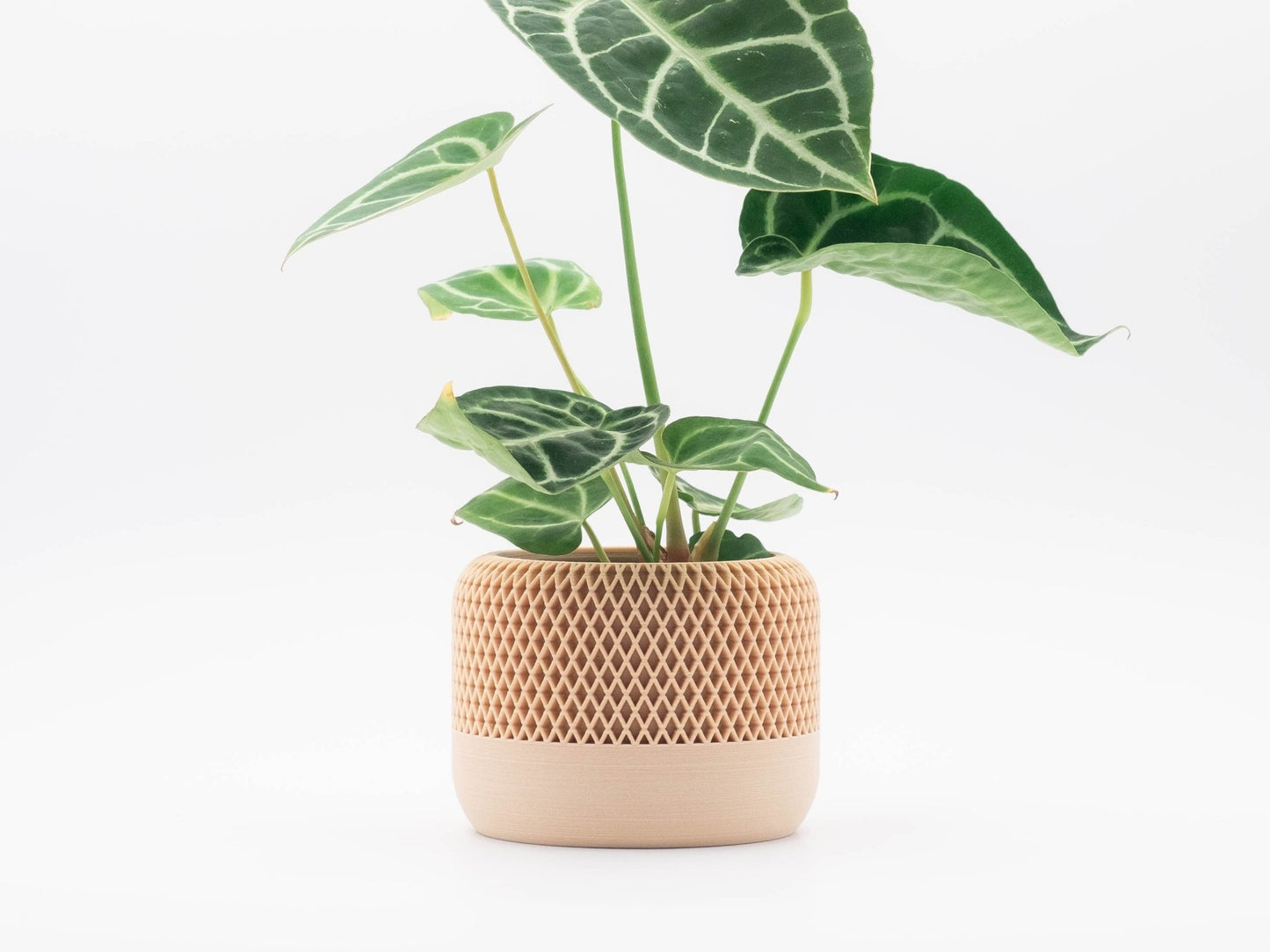 Blumentopf MONA in Wood 6-18cm - Liwadi