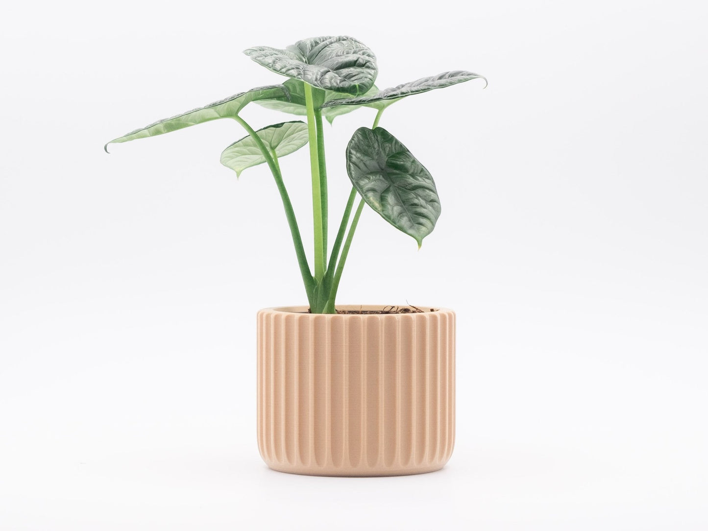 Blumentopf NEKO in Wood 6-18cm - Liwadi