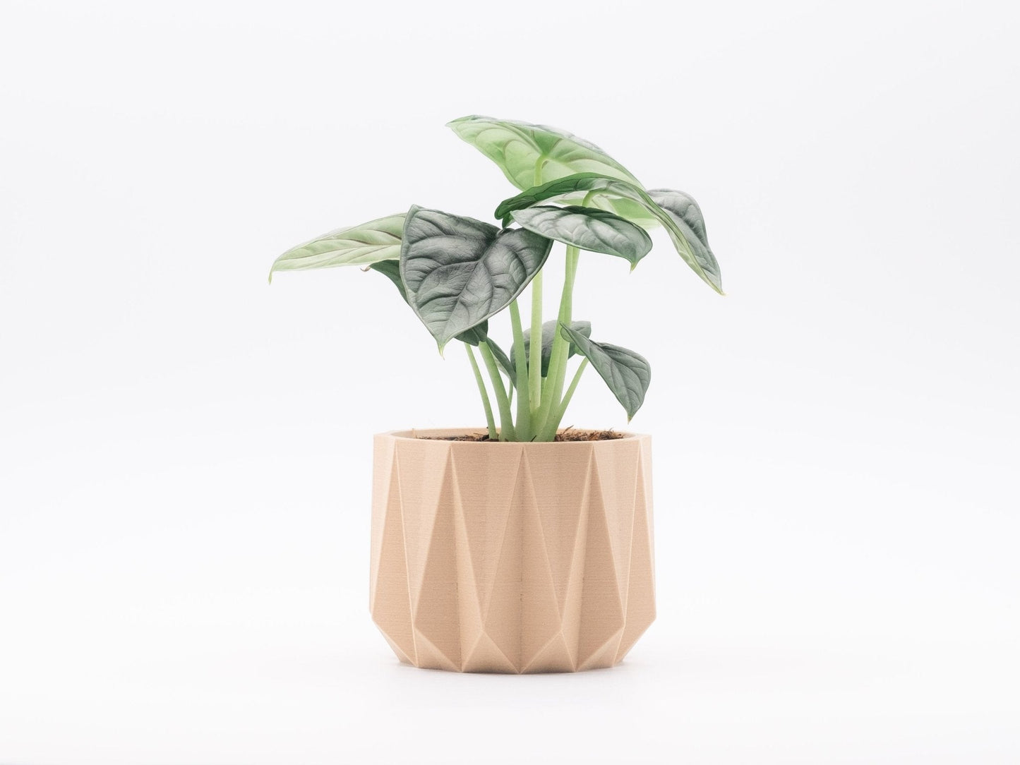 Blumentopf SOKO in Wood 6-18cm - Liwadi